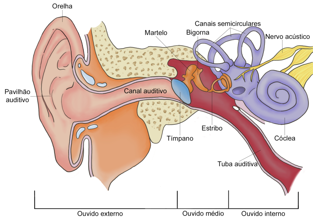 Anatomia da Orelha